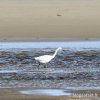 grande aigrette